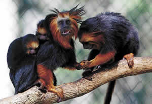 Animais em Extinção Animais em Extinção