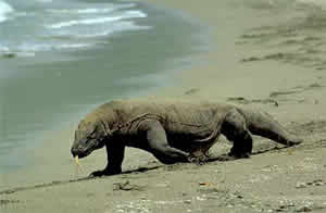 Dragão Komodo Dragão Komodo