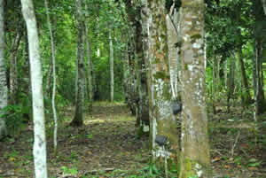 Ajuda Ambiental