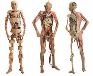 Sistema Digestivo Corpo Humano