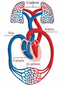 Sistema Circulatório