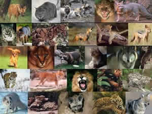 Doenças Vindas de Animais Zoonose