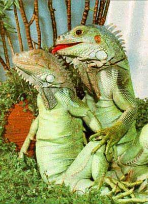 Iguanas Namorando...