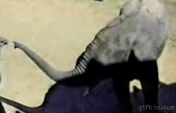 Duelo de Elefante contra Avestruz Duelo de Elefante contra Avestruz