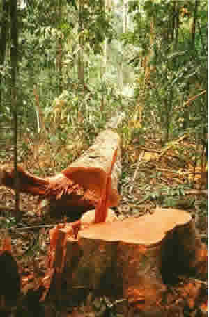 Desmatamento Amazônia