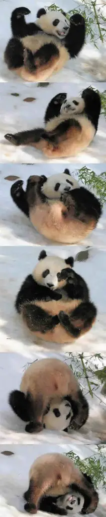 Panda se Divertindo na Neve