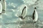 Pinguim Cruel Pinguim Cruel