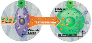 testosterona-3 Testosterona