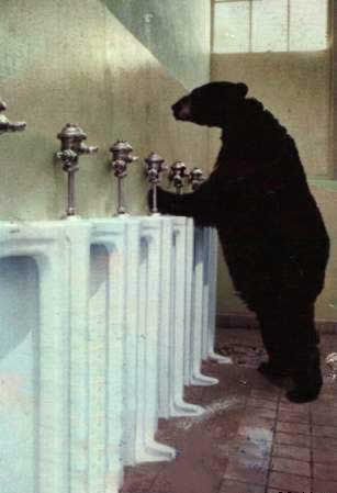 Urso no Banheiro Urso no Banheiro