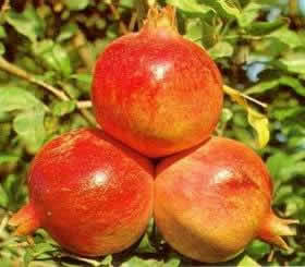 angiospermas Angiospermas