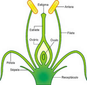 Ciclo