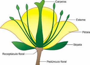 planta-angiosperma Planta Angiosperma