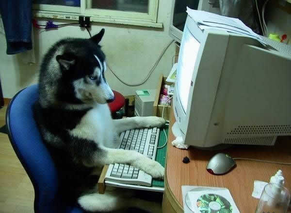 Cachorro online! Cachorro online!