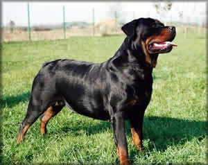 Rottweiler Rottweiler