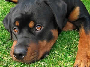 Rottweiler Dog