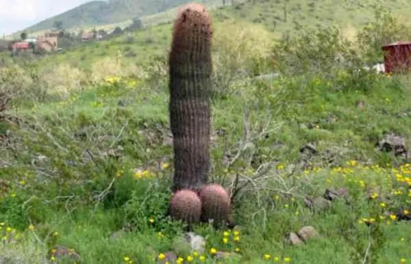 Cacto Diferente Cacto Diferente