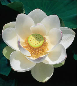 flor-1 Significado