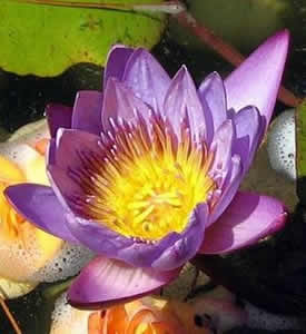 flor-2 Flor de Lótus