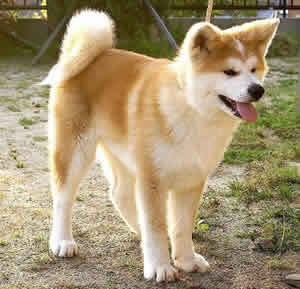 Akita Inu Akita Inu