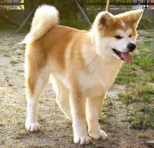 Akita Inu