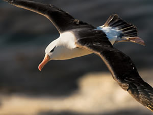 Albatroz Albatroz