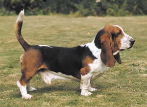 Basset Hound Basset Hound