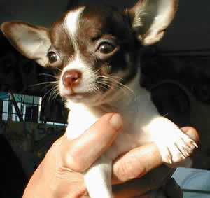 Chihuahua Chihuahua