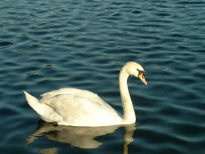 Cisne Cisne