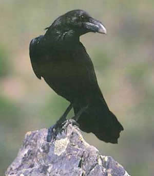 Corvo Corvo