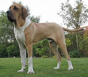 Fila Brasileiro