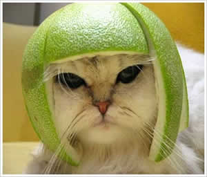 Gato com Cabelo Gato com Cabelo