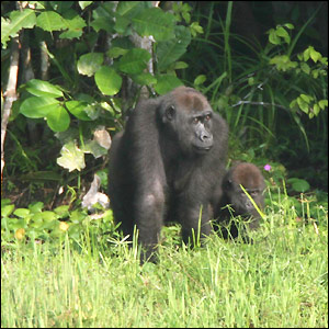 Gorila Gorila