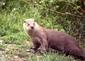 Lontra Lontra
