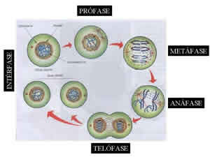 Fases da Meiose