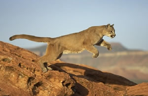 Puma Puma