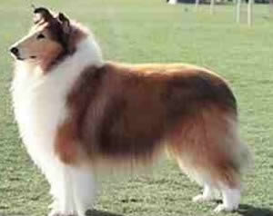 Rough Collie