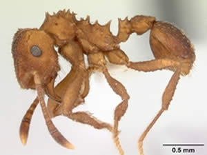 Seres Assexuados Seres Assexuados