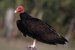 Urubu Urubu