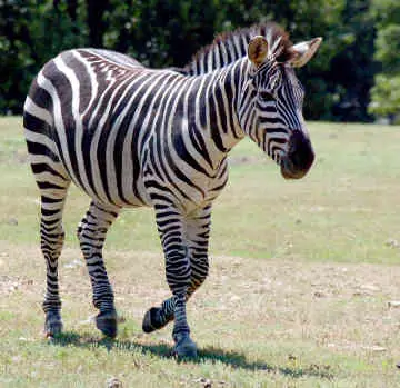 Zebra