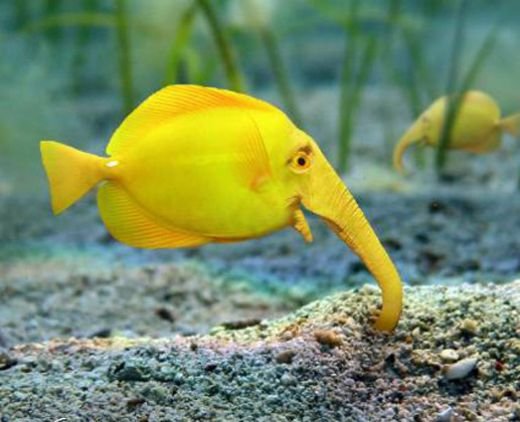 Peixe Elefante Peixe Elefante