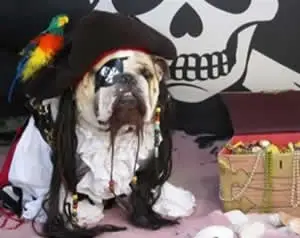 Cachorro Pirata