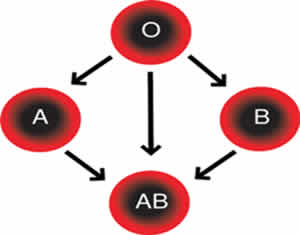 Tipos de Sangue