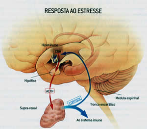 estresse-3 Sintomas