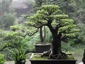 Bonsai Bonsai