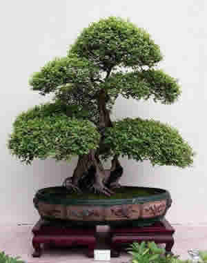 Bonsai Japones