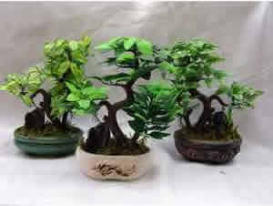 Planta Planta