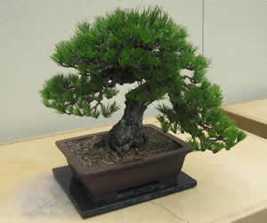 Bonsai Bonsai