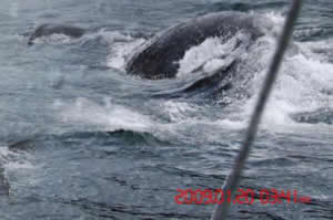Monstro Lago Ness Monstro Lago Ness