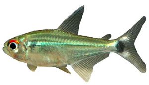 Peixe Olho-de-Fogo