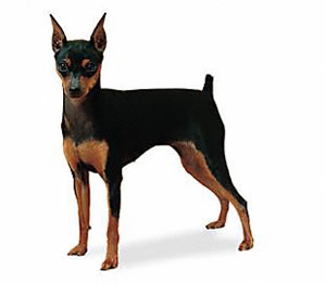 Pinscher Miniatura Pinscher Miniatura